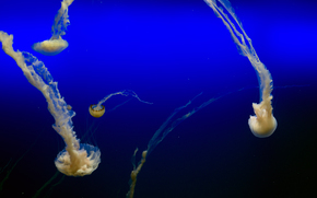 jellyfish, Jellyfish, Underwater World, water, sea, ocean, the inhabitants of the seas and oceans