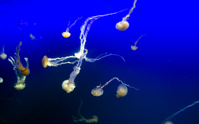 jellyfish, Jellyfish, Underwater World, water, sea, ocean, the inhabitants of the seas and oceans