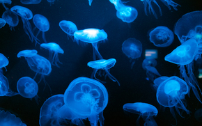 jellyfish, Jellyfish, Underwater World, water, sea, ocean, the inhabitants of the seas and oceans