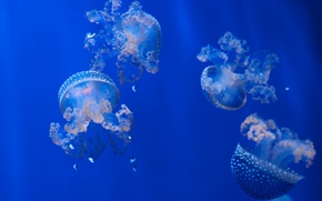 jellyfish, Jellyfish, Underwater World, water, sea, ocean, the inhabitants of the seas and oceans