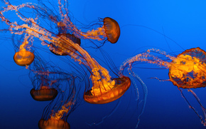 jellyfish, Jellyfish, Underwater World, water, sea, ocean, the inhabitants of the seas and oceans