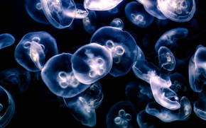 jellyfish, Jellyfish, Underwater World, water, sea, ocean, the inhabitants of the seas and oceans