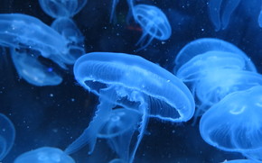 jellyfish, Jellyfish, Underwater World, water, sea, ocean, the inhabitants of the seas and oceans