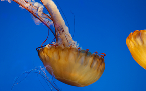 jellyfish, Jellyfish, Underwater World, water, sea, ocean, the inhabitants of the seas and oceans