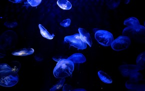 jellyfish, Jellyfish, Underwater World, water, sea, ocean, the inhabitants of the seas and oceans