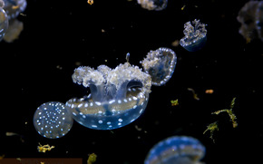 jellyfish, Jellyfish, Underwater World, water, sea, ocean, the inhabitants of the seas and oceans