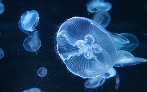 jellyfish, Jellyfish, Underwater World, water, sea, ocean, the inhabitants of the seas and oceans