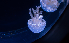 jellyfish, Jellyfish, Underwater World, water, sea, ocean, the inhabitants of the seas and oceans