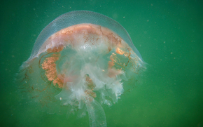 jellyfish, Jellyfish, Underwater World, water, sea, ocean, the inhabitants of the seas and oceans