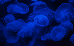 jellyfish, Jellyfish, Underwater World, water, sea, ocean, the inhabitants of the seas and oceans