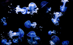 jellyfish, Jellyfish, Underwater World, water, sea, ocean, the inhabitants of the seas and oceans