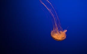 jellyfish, Jellyfish, Underwater World, water, sea, ocean, the inhabitants of the seas and oceans