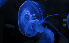 jellyfish, Jellyfish, Underwater World, water, sea, ocean, the inhabitants of the seas and oceans