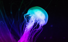 jellyfish, Jellyfish, Underwater World, water, sea, ocean, the inhabitants of the seas and oceans