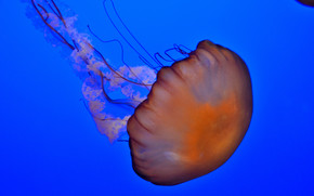 jellyfish, Jellyfish, Underwater World, water, sea, ocean, the inhabitants of the seas and oceans