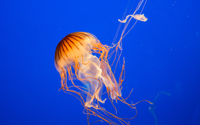 jellyfish, Jellyfish, Underwater World, water, sea, ocean, the inhabitants of the seas and oceans