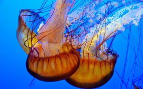 jellyfish, Jellyfish, Underwater World, water, sea, ocean, the inhabitants of the seas and oceans