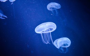 Quallen, Jellyfish, Underwater World, Wasser, Meer, Ozean, die Bewohner der Meere und Ozeane