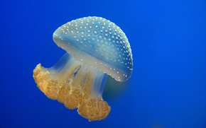 Quallen, Jellyfish, Underwater World, Wasser, Meer, Ozean, die Bewohner der Meere und Ozeane