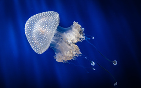 Quallen, Jellyfish, Underwater World, Wasser, Meer, Ozean, die Bewohner der Meere und Ozeane