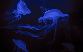 jellyfish, Jellyfish, Underwater World, water, sea, ocean, the inhabitants of the seas and oceans