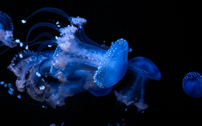 meduză, Meduză, Lumea subacvatică, de apă, mare, ocean, locuitorii din mărilor și oceanelor