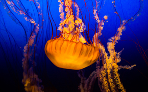 Quallen, Jellyfish, Underwater World, Wasser, Meer, Ozean, die Bewohner der Meere und Ozeane