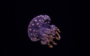 meduză, Meduză, Lumea subacvatică, de apă, mare, ocean, locuitorii din mărilor și oceanelor