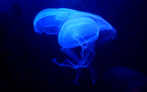 jellyfish, Jellyfish, Underwater World, water, sea, ocean, the inhabitants of the seas and oceans