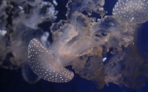 jellyfish, Jellyfish, Underwater World, water, sea, ocean, the inhabitants of the seas and oceans