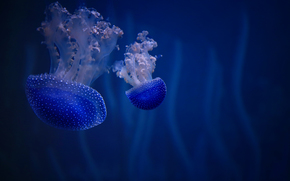 jellyfish, Jellyfish, Underwater World, water, sea, ocean, the inhabitants of the seas and oceans