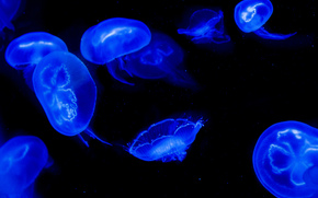 jellyfish, Jellyfish, Underwater World, water, sea, ocean, the inhabitants of the seas and oceans