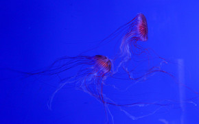 jellyfish, Jellyfish, Underwater World, water, sea, ocean, the inhabitants of the seas and oceans