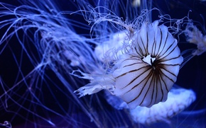 jellyfish, Jellyfish, Underwater World, water, sea, ocean, the inhabitants of the seas and oceans