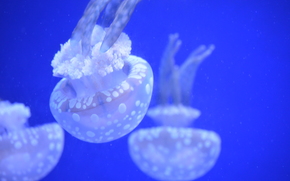 jellyfish, Jellyfish, Underwater World, water, sea, ocean, the inhabitants of the seas and oceans