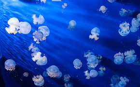 jellyfish, Jellyfish, Underwater World, water, sea, ocean, the inhabitants of the seas and oceans