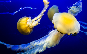 jellyfish, Jellyfish, Underwater World, water, sea, ocean, the inhabitants of the seas and oceans