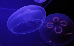 jellyfish, Jellyfish, Underwater World, water, sea, ocean, the inhabitants of the seas and oceans