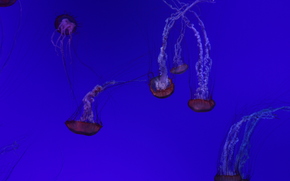 jellyfish, Jellyfish, Underwater World, water, sea, ocean, the inhabitants of the seas and oceans