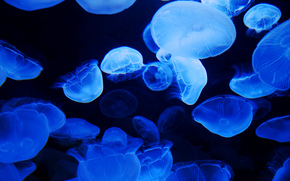 jellyfish, Jellyfish, Underwater World, water, sea, ocean, the inhabitants of the seas and oceans