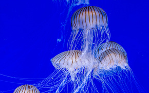 jellyfish, Jellyfish, Underwater World, water, sea, ocean, the inhabitants of the seas and oceans