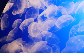 jellyfish, Jellyfish, Underwater World, water, sea, ocean, the inhabitants of the seas and oceans