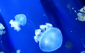 jellyfish, Jellyfish, Underwater World, water, sea, ocean, the inhabitants of the seas and oceans