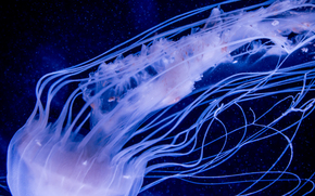 jellyfish, Jellyfish, Underwater World, water, sea, ocean, the inhabitants of the seas and oceans