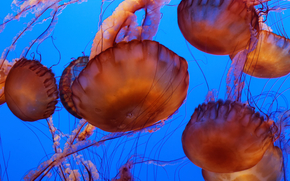 jellyfish, Jellyfish, Underwater World, water, sea, ocean, the inhabitants of the seas and oceans