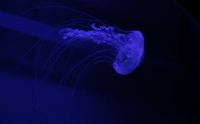 jellyfish, Jellyfish, Underwater World, water, sea, ocean, the inhabitants of the seas and oceans