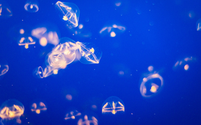 jellyfish, Jellyfish, Underwater World, water, sea, ocean, the inhabitants of the seas and oceans