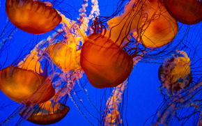 jellyfish, Jellyfish, Underwater World, water, sea, ocean, the inhabitants of the seas and oceans