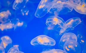 jellyfish, Jellyfish, Underwater World, water, sea, ocean, the inhabitants of the seas and oceans