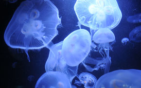 Quallen, Jellyfish, Underwater World, Wasser, Meer, Ozean, die Bewohner der Meere und Ozeane